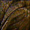 Avatar-animado-Ojos-158.gif