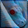 Avatar-animado-Reptil-10.gif