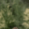 Avatar-animado-Terror-178.gif