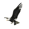 Imagen-animada-Aguila-01.gif