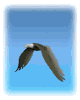 Imagen-animada-Aguila-12.gif