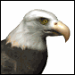 Imagen-animada-Aguila-18.gif