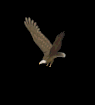 Imagen-animada-Aguila-25.gif