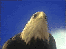 Imagen-animada-Aguila-35.gif