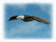 Imagen-animada-Aguila-36.gif