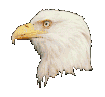 Imagen-animada-Aguila-40.gif