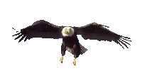Imagen-animada-Aguila-44.gif