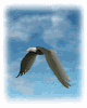 Imagen-animada-Aguila-48.gif