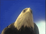 Imagen-animada-Aguila-50.gif