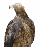 Imagen-animada-Aguila-52.gif