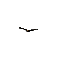 Imagen-animada-Aguila-56.gif