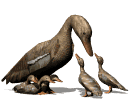 Imagen-animada-Anade-real-01.gif