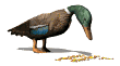 Imagen-animada-Anade-real-02.gif