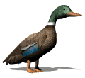 Imagen-animada-Anade-real-03.gif