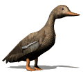 Imagen-animada-Anade-real-04.gif