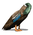 Imagen-animada-Anade-real-05.gif