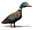 Imagen-animada-Anade-real-06.gif