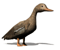Imagen-animada-Anade-real-07.gif