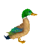Imagen-animada-Anade-07.gif