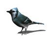 Imagen-animada-Arrendajo-azul-01.gif