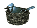 Imagen-animada-Arrendajo-azul-02.gif