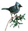 Imagen-animada-Arrendajo-azul-03.gif