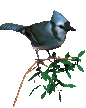 Imagen-animada-Ave-111.gif