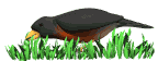 Imagen-animada-Ave-127.gif