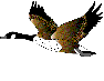 Imagen-animada-Ave-13.gif