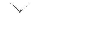 Imagen-animada-Ave-158.gif
