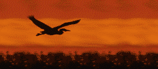 Imagen-animada-Ave-167.gif