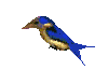 Imagen-animada-Ave-49.gif