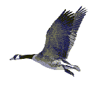 Imagen-animada-Ave-54.gif