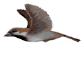Imagen-animada-Ave-56.gif