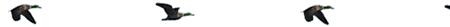 Imagen-animada-Ave-63.gif