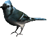 Imagen-animada-Ave-98.gif