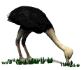 Imagen-animada-Avestruz-05.gif