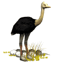 Imagen-animada-Avestruz-08.gif