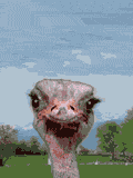 Imagen-animada-Avestruz-13.gif