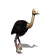 Imagen-animada-Avestruz-17.gif