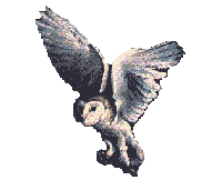 Imagen-animada-Buho-13.gif
