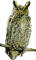 Imagen-animada-Buho-17.gif