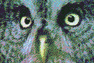 Imagen-animada-Buho-35.gif