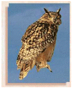 Imagen-animada-Buho-44.gif
