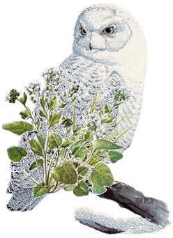 Imagen-animada-Buho-47.gif