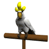 Imagen-animada-Cacatua-03.gif