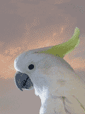 Imagen-animada-Cacatua-04.gif