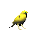 Imagen-animada-Canario-07.gif
