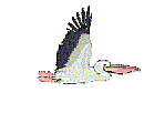 Imagen-animada-Ciguena-03.gif