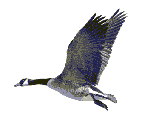 Imagen-animada-Ciguena-04.gif